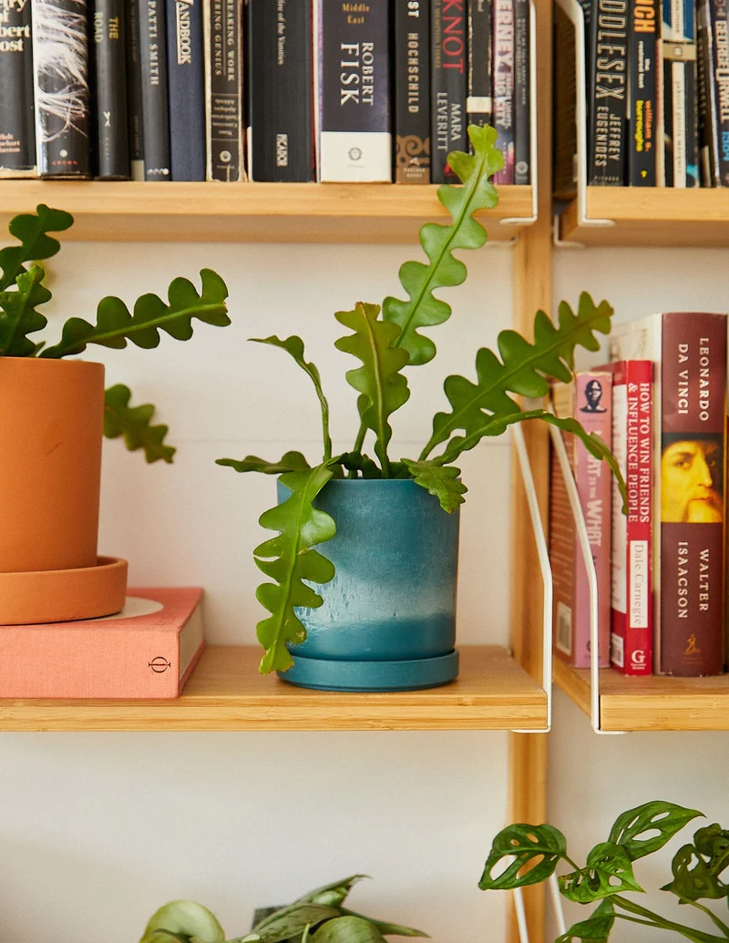 Image of Upcycled Planters