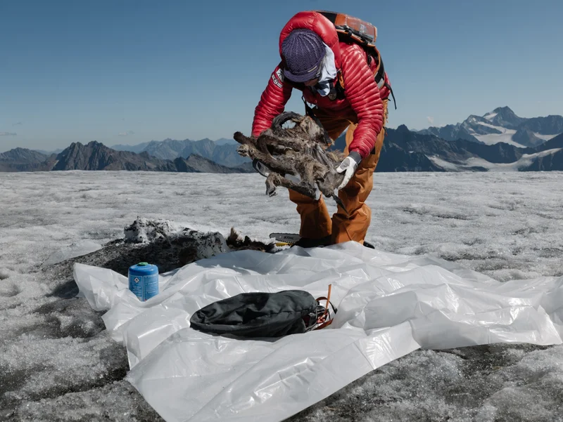 Glaciologist and team leader Andrea Fischer places the chamois on a plastic tarp for transportation.