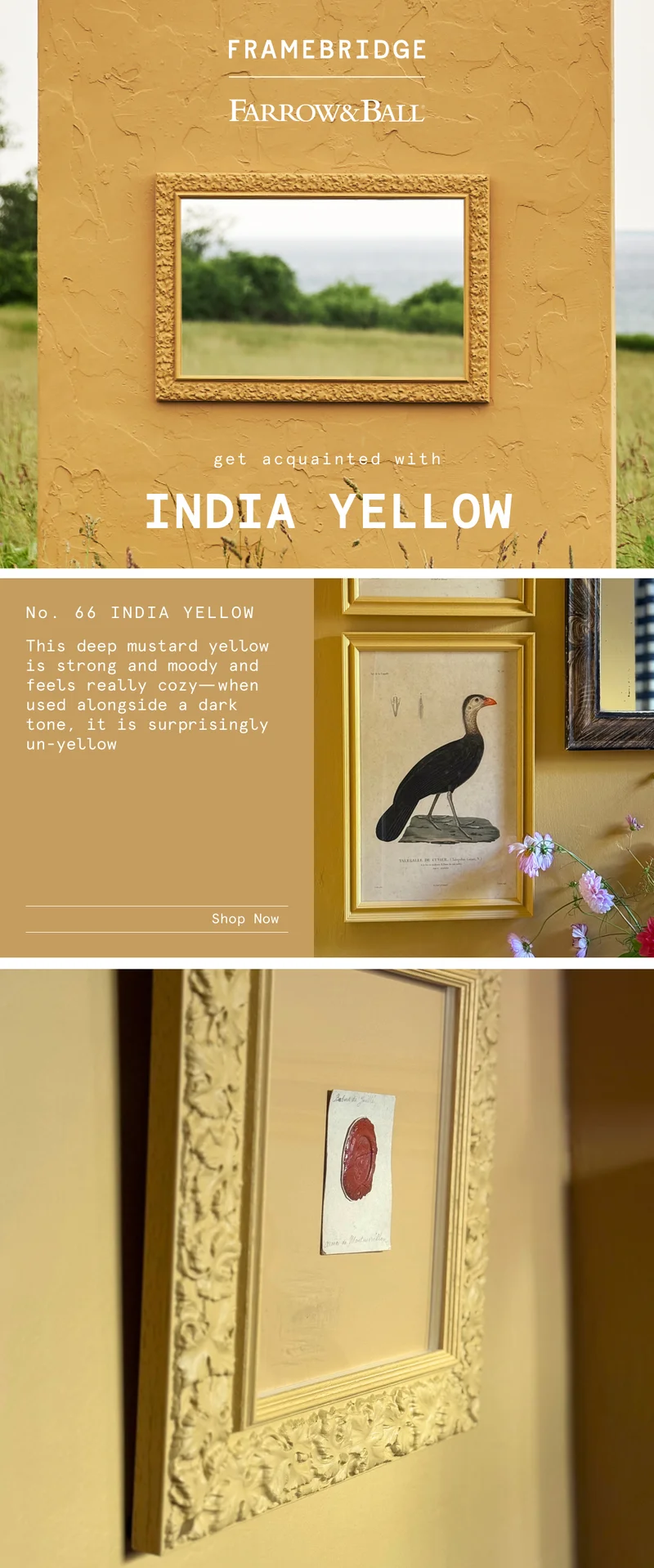Get Acquainted with India Yellow