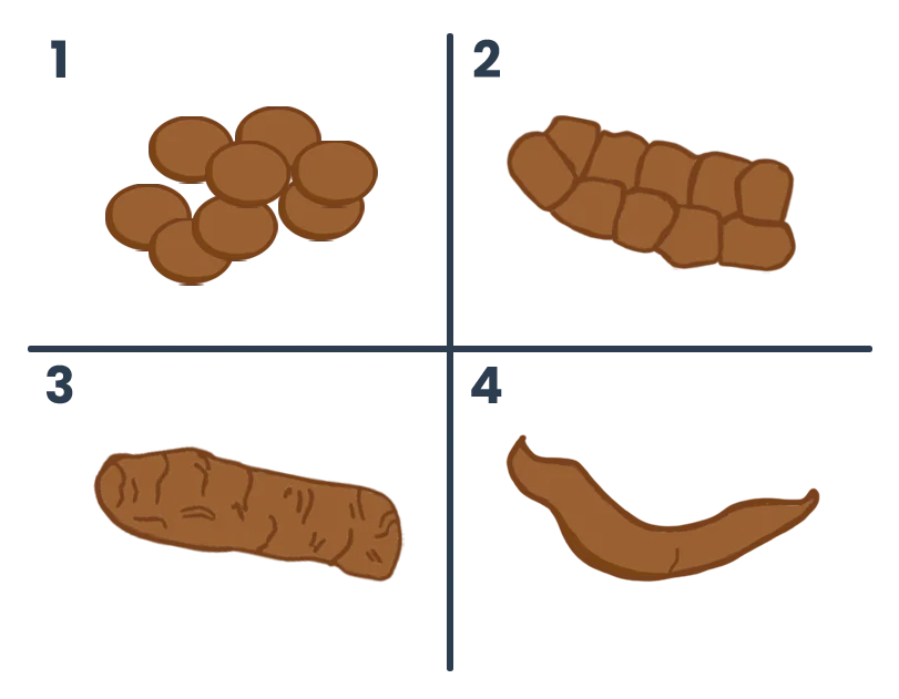 Poopy poop types