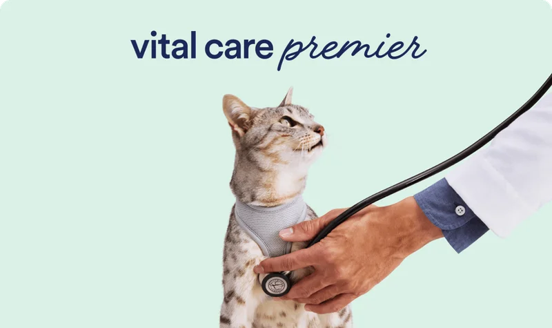 vital care premier