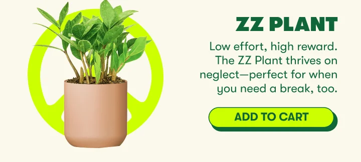 Low effort, high reward. The ZZ Plant thrives on neglect—perfect for when you need a break, too. [ADD TO CART]