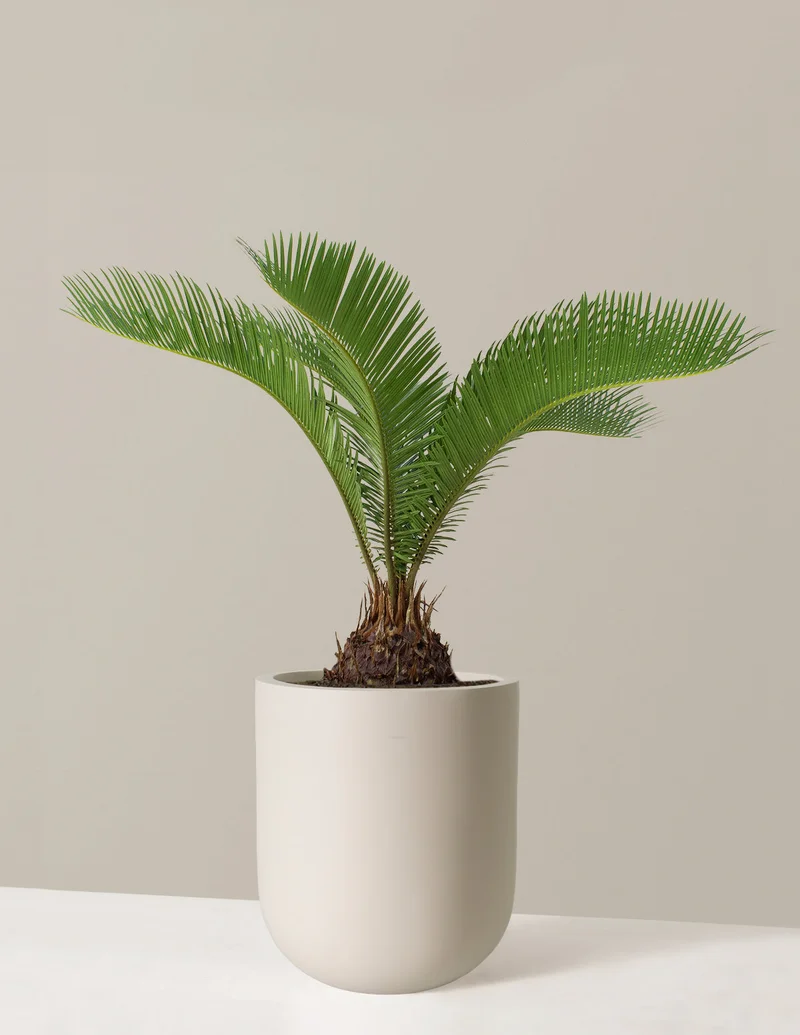 Image of Large Sago Palm