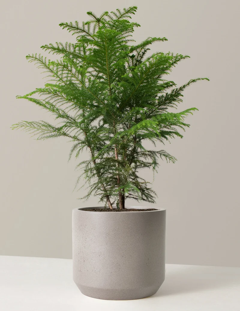 Image of Large Norfolk Island Pine