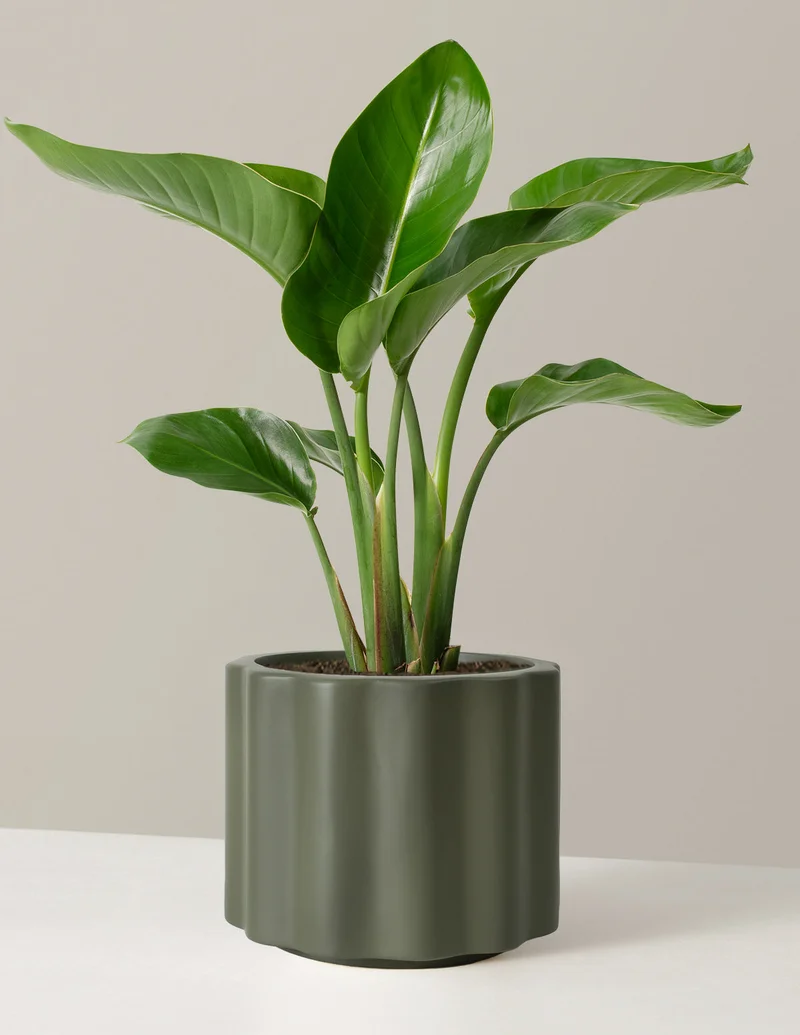 Image of Large Bird of Paradise