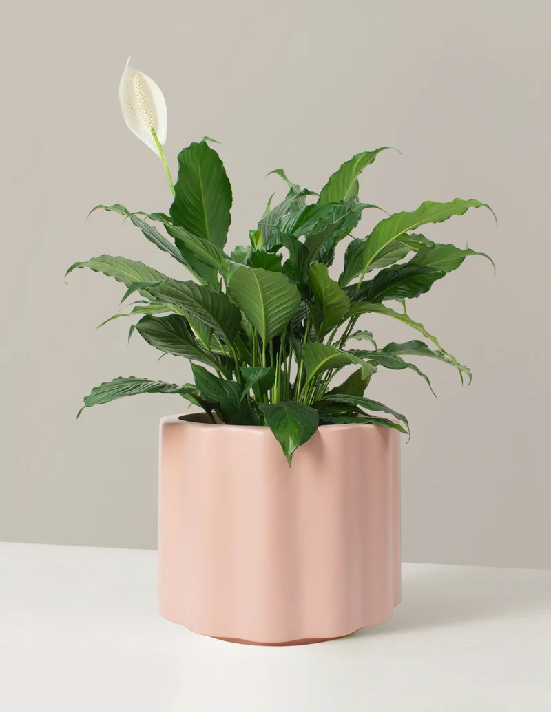 Image of Large Peace Lily