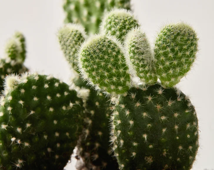 bunny ear detail