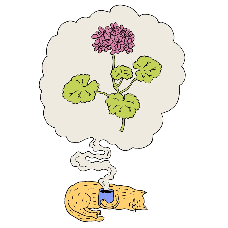 A cat dreaming about a geranium plant
