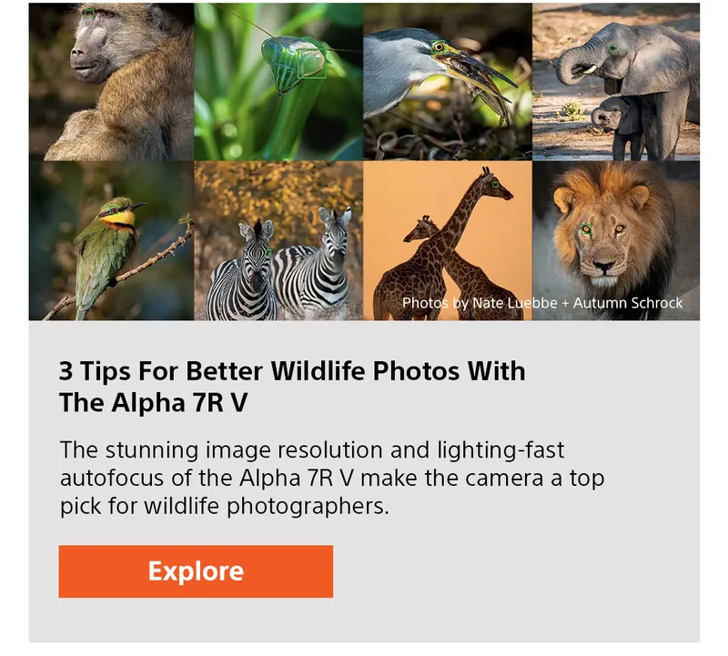 3 Tips For Better Wildlife Photos With The Alpha 7R V | The stunning image resolution and lightning-fast autofocus of the Alpha 7R V make the camera a top pick for wildlife photographers. Explore