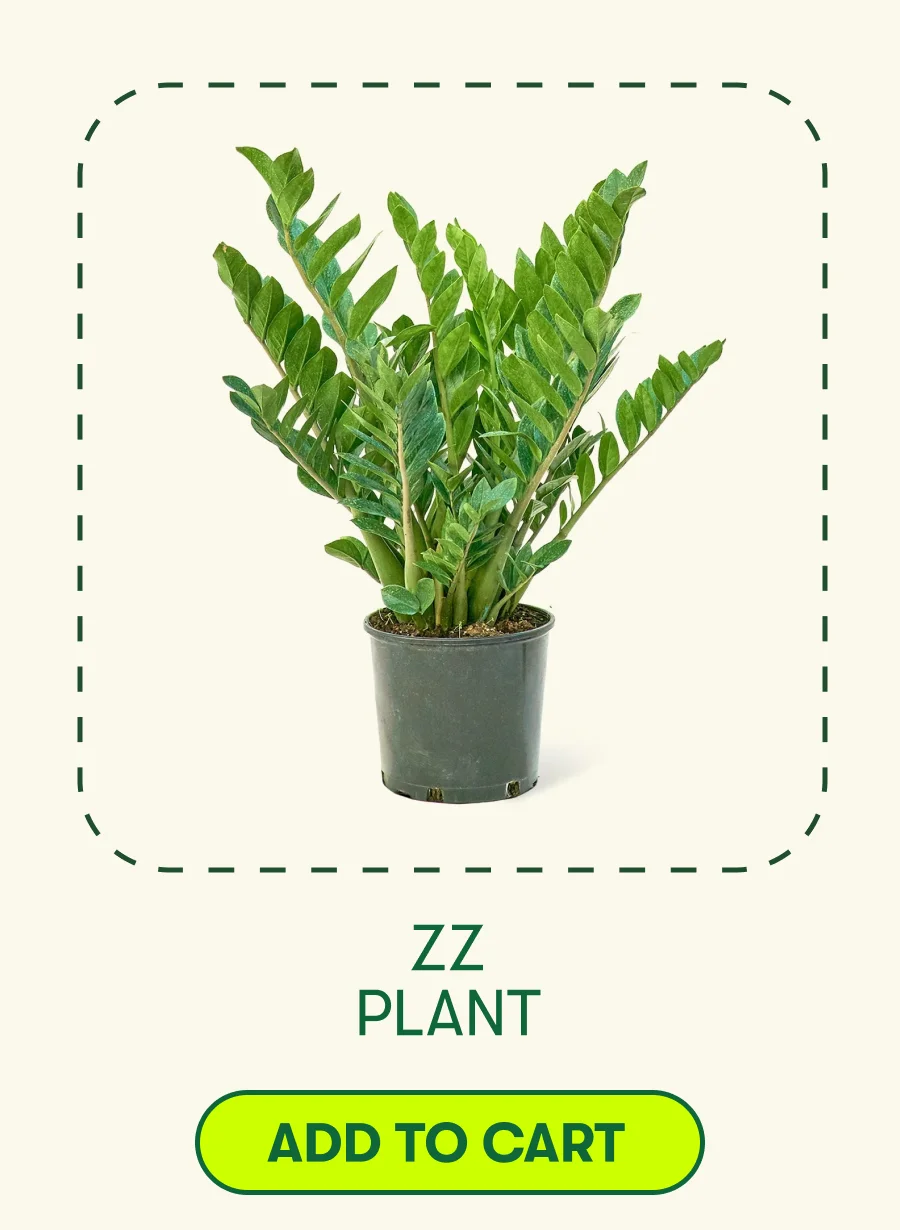 ZZ Plant [ADD TO CART]