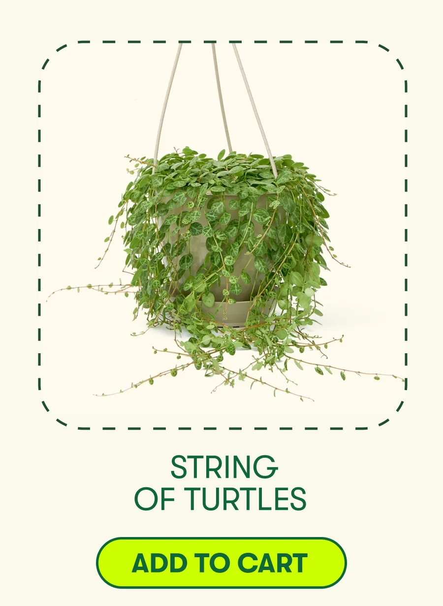 String of Turtles  [ADD TO CART]