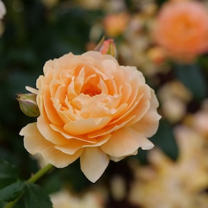 25% Off Select Shrubs