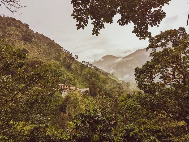 A lush, mountainous view of El Jordan coffee farm in Colombia, with dense green vegetation, clustered buildings on the hillside, and mist drifting through the valley beneath a cloudy sky.