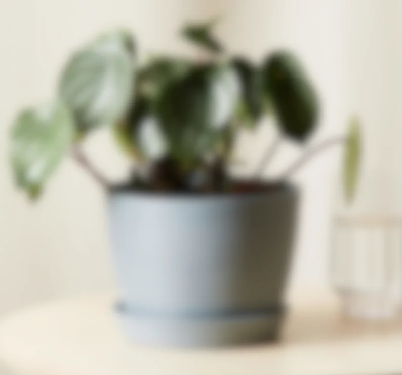 blurry image of mysterious plant