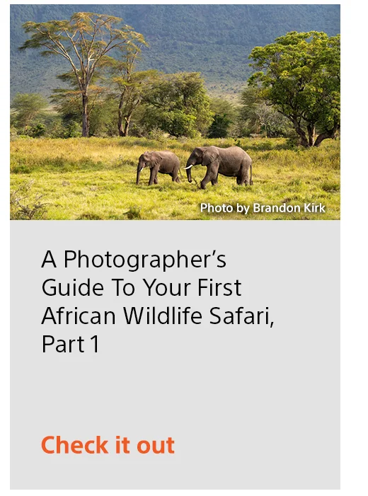 A Photographer’s Guide To Your First African Wildlife Safari, Part 1 Check it out
