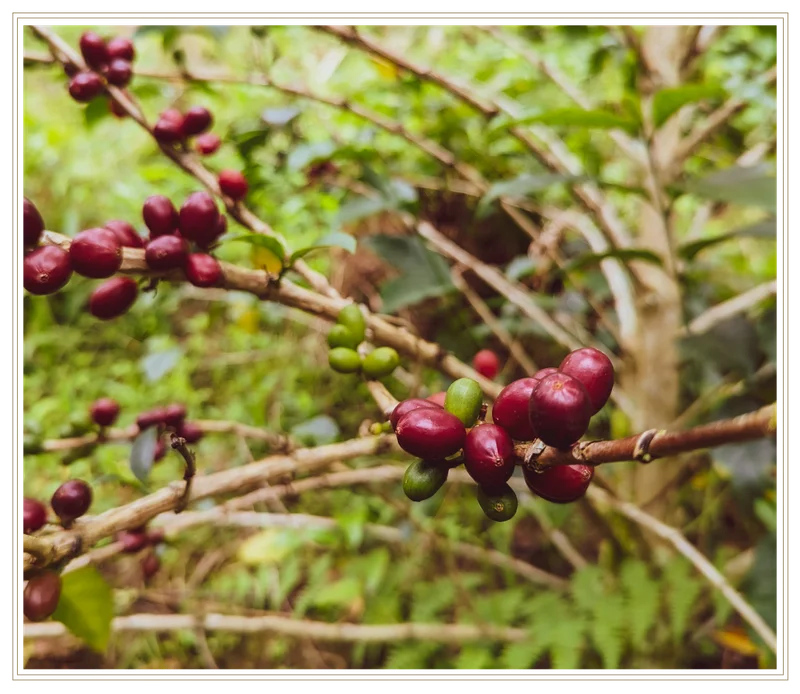 Photo: Cantillo varietal