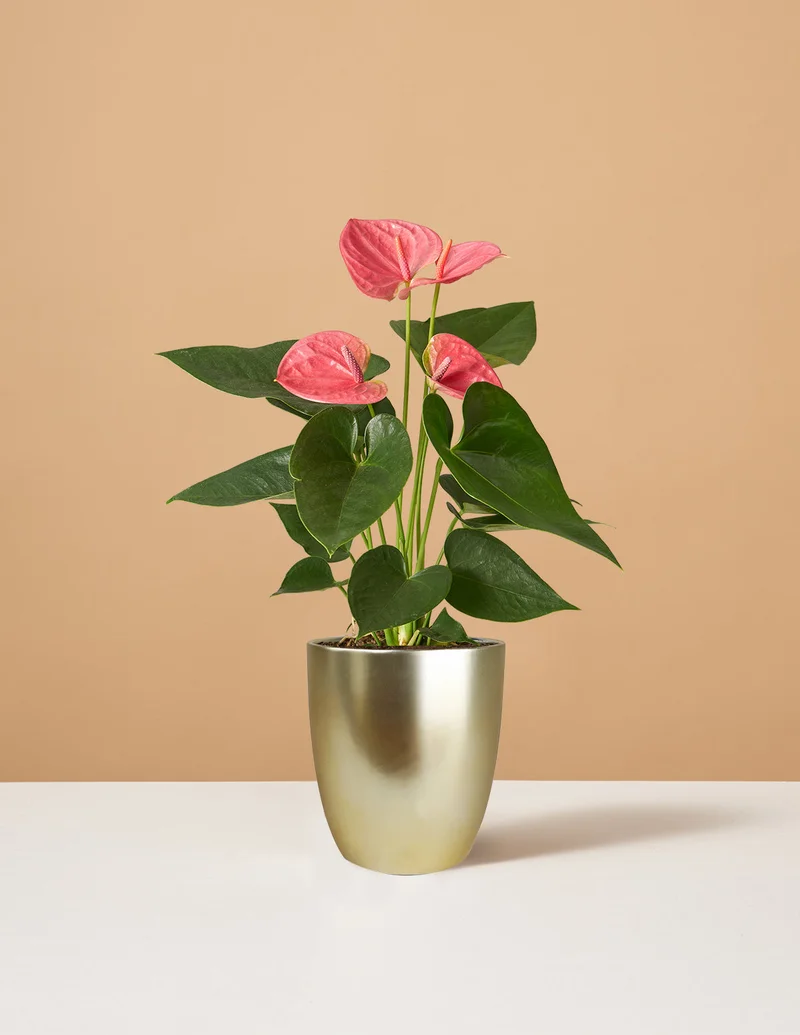 Image of Pink Anthurium