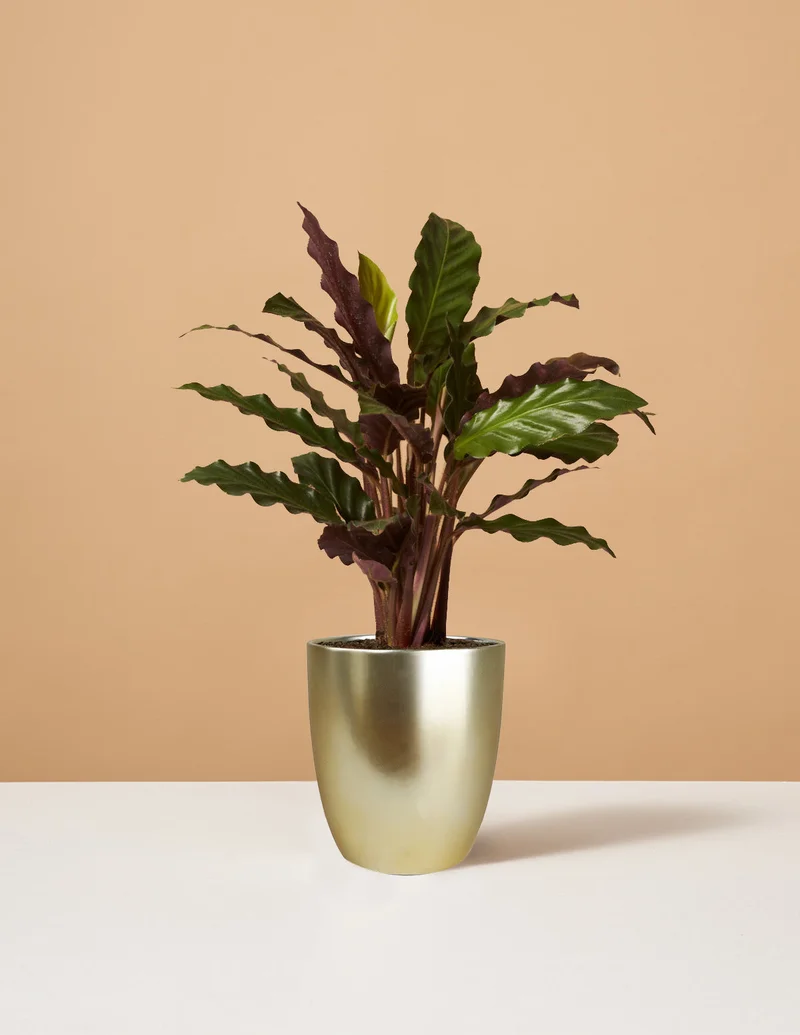 Image of Calathea Wavestar