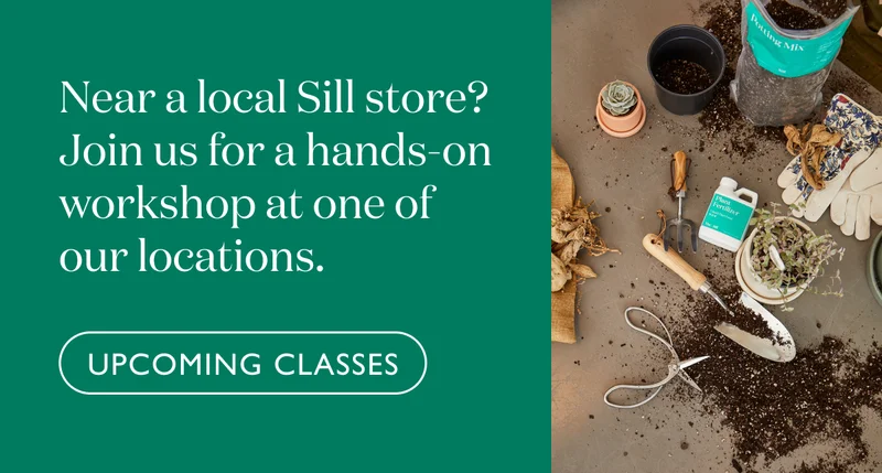 Near a local Sill store? Join us for a hands-on workshop at one of our locations.