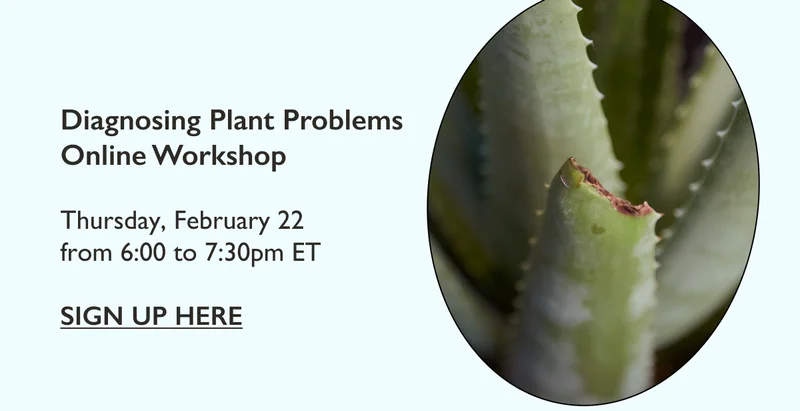 Diagnosing Plant Problems Online Workshop - February 22