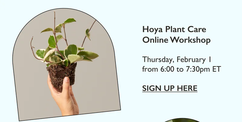 Hoya Plant Care Online Workshop - February 1