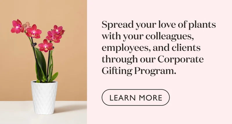 Spread your love of plants with your colleagues, employees, and clients through our Corporate Gifting Program.