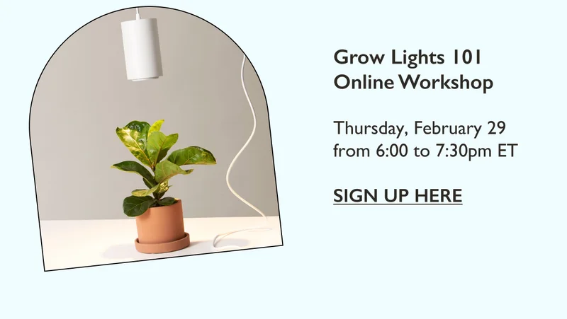Grow Lights 101 Online Workshop - February 29