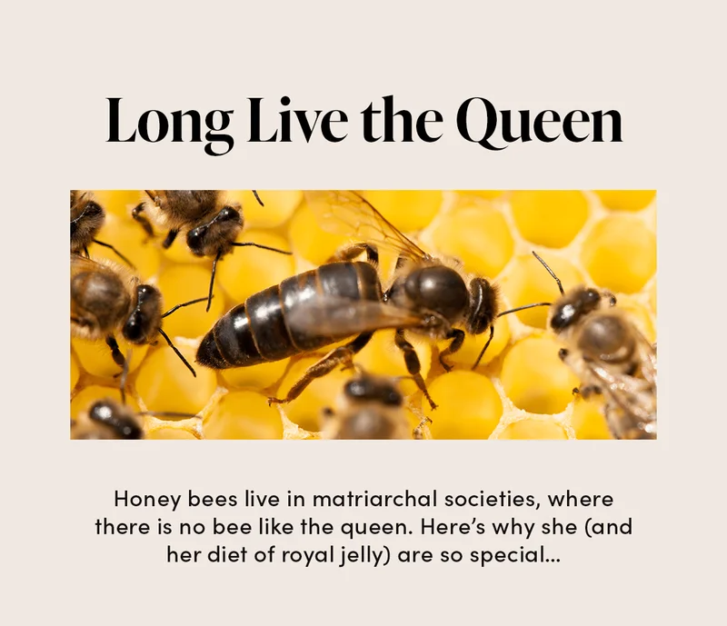 Long Live the Queen                    Honey bees live in matriarchal societies, where there is no bee like the queen. Here’s why she (and her diet of royal jelly) are so special…