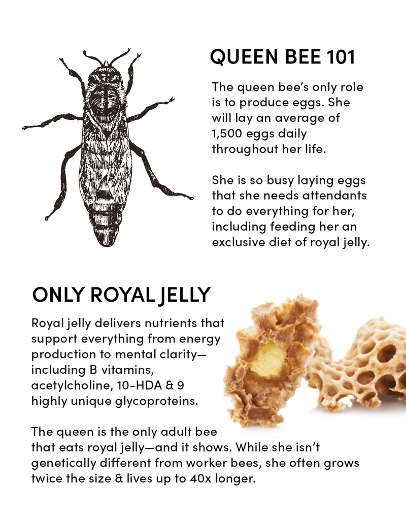 Queen Bee 101                    The queen bee’s only role is to produce eggs. She will lay an average of 1,500 eggs daily throughout her life.       She is so busy laying eggs that she needs attendants to do everything for her, including feeding her an exclusive diet of royal jelly.