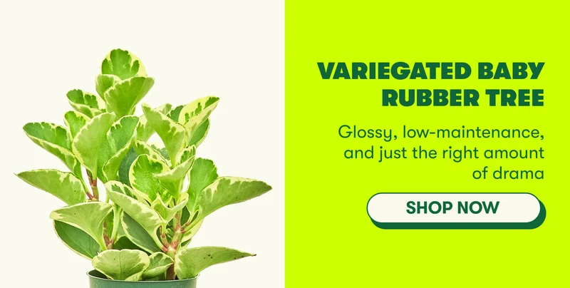 Variegated Baby Rubber Tree