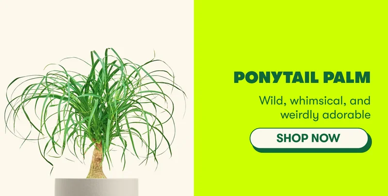 Ponytail Palm