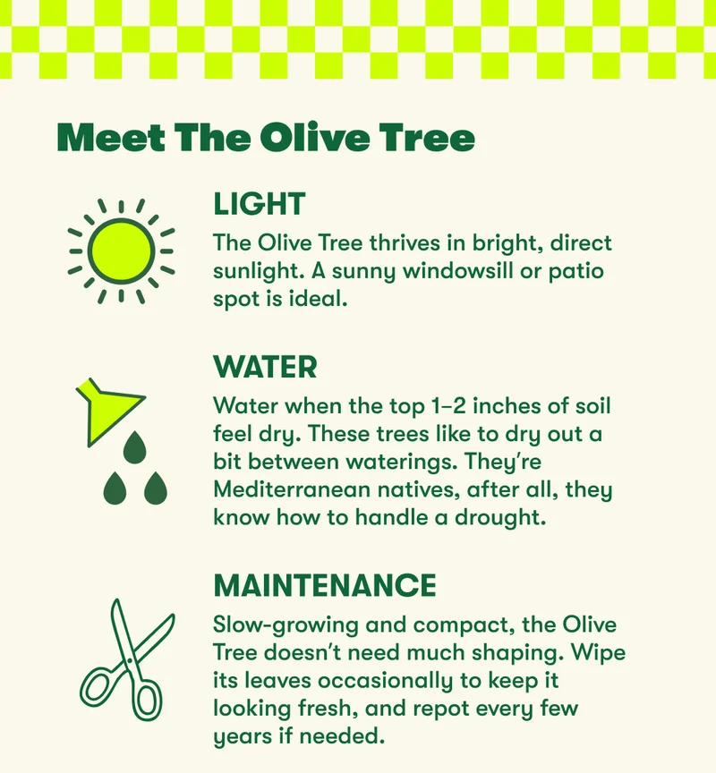 XL Olive tree