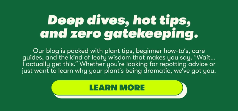 learn more
