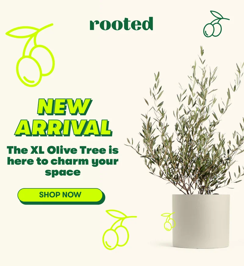 XL Olive tree