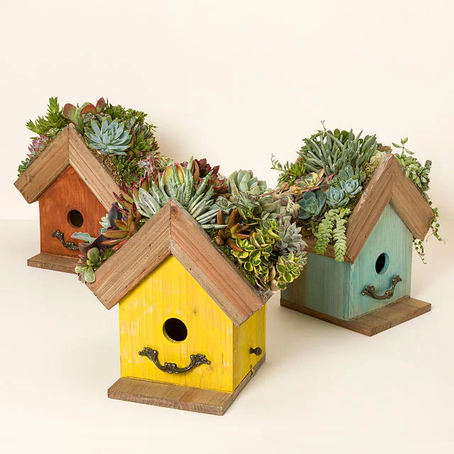 Bird Cottage Succulent Garden