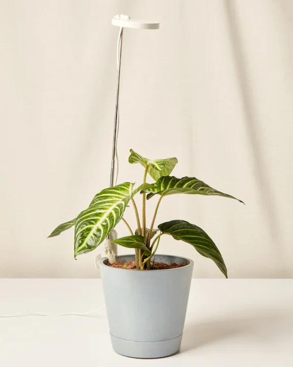 Adjustable grow light