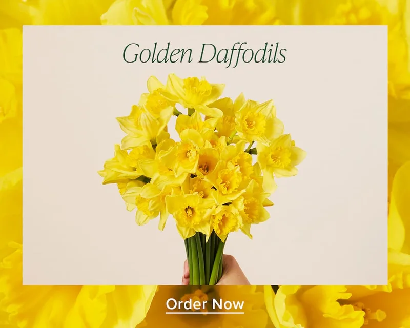 Golden Daffodils