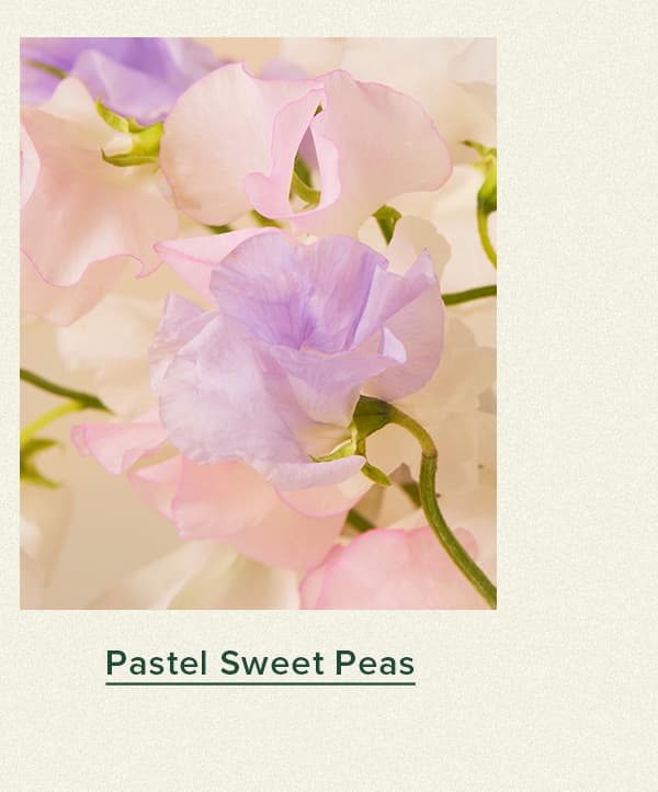 Pastel Sweet Peas