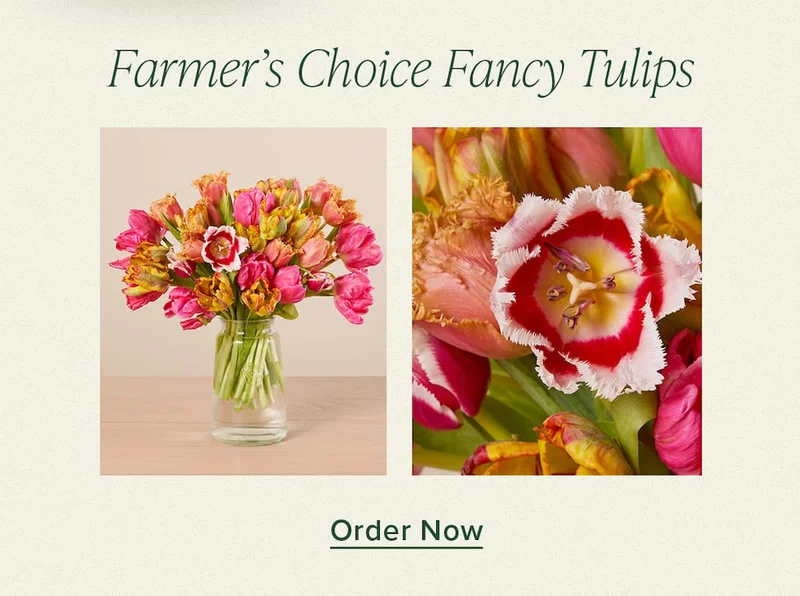 Farmer's Choice Fancy Tulips