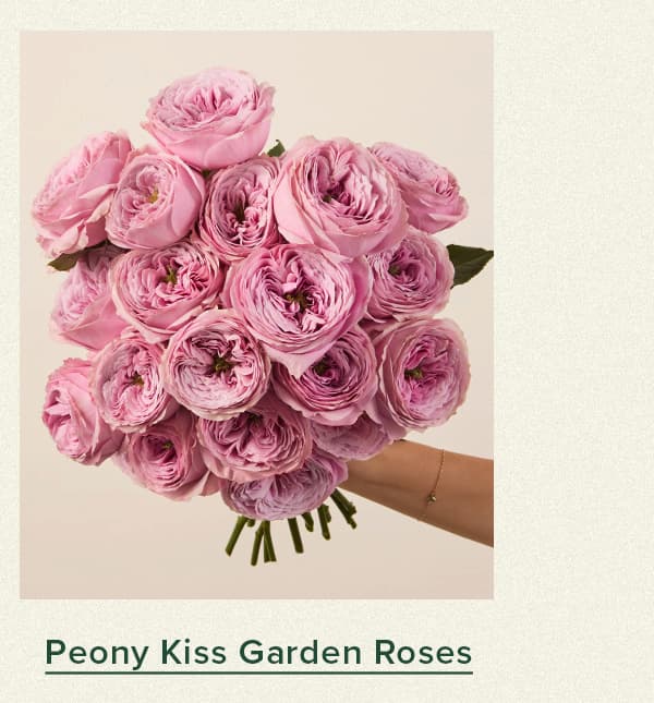 Peony Kiss Garden Roses
