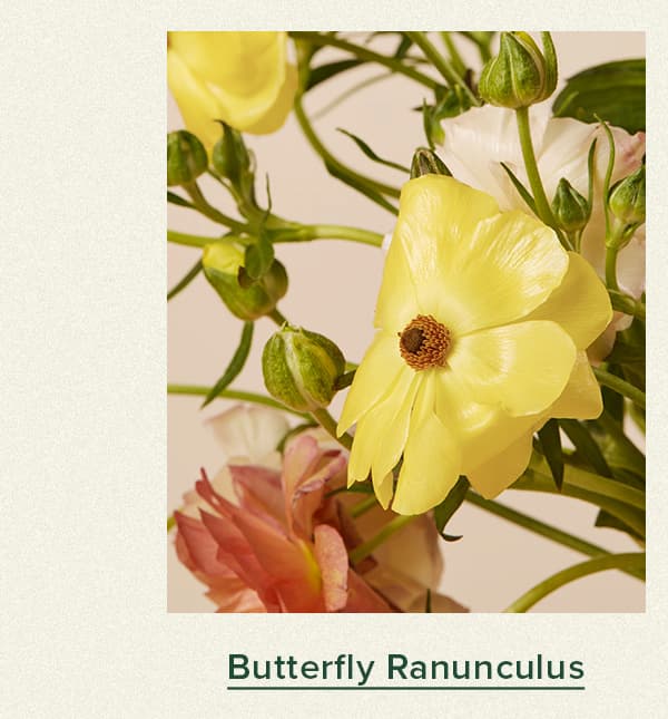 Butterfly Ranunculus
