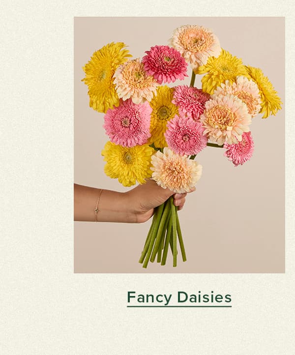 Fancy Daisies