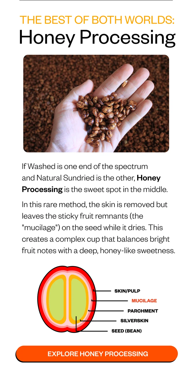 The Best of Both Worlds: Honey Processing If Washed is one end of the spectrum and Natural Sundried is the other, Honey Processing is the sweet spot in the middle. In this rare method, the skin is removed but leave the sticky fruit remnants (the The Best of Both Worlds: Honey Processing If Washed is one end of the spectrum and Natural Sundried is the other, Honey Processing is the sweet spot in the middle. In this rare method, the skin is removed but leave the sticky fruit remnants (the