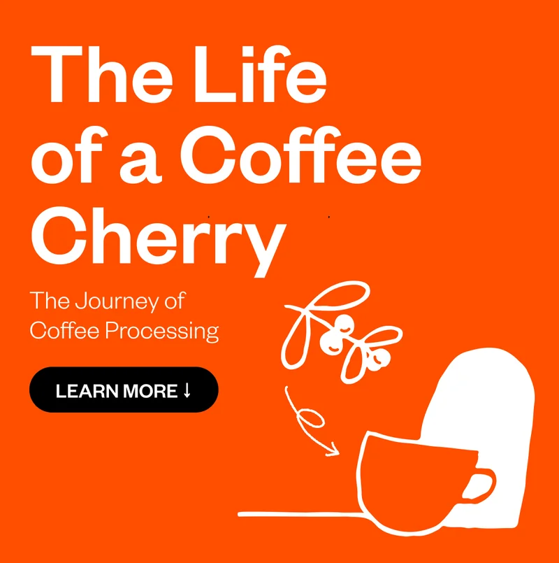 The Life of a Coffee Cherry The Journey of Coffee Processing Learn More The Life of a Coffee Cherry The Journey of Coffee Processing Learn More
