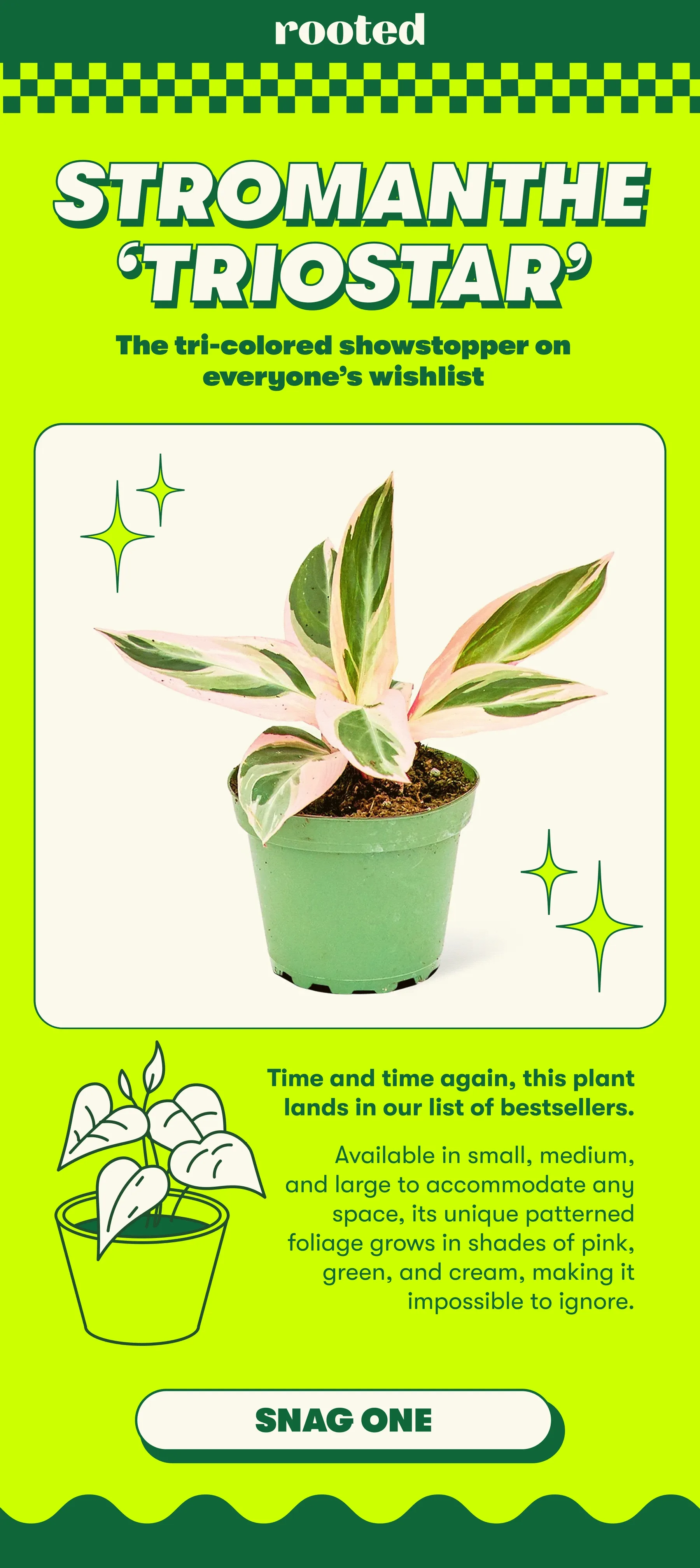 STROMANTHE TRIOSTAR The tri-colored showstopper on everyone's wishlist   Time and time again, this plant lands in our list of bestsellers. Available in small, medium, and large to accommodate any space, its unique patterned foliage grows in shades of pink, green, and cream, making it impossible to ignore. [SNAG ONE]