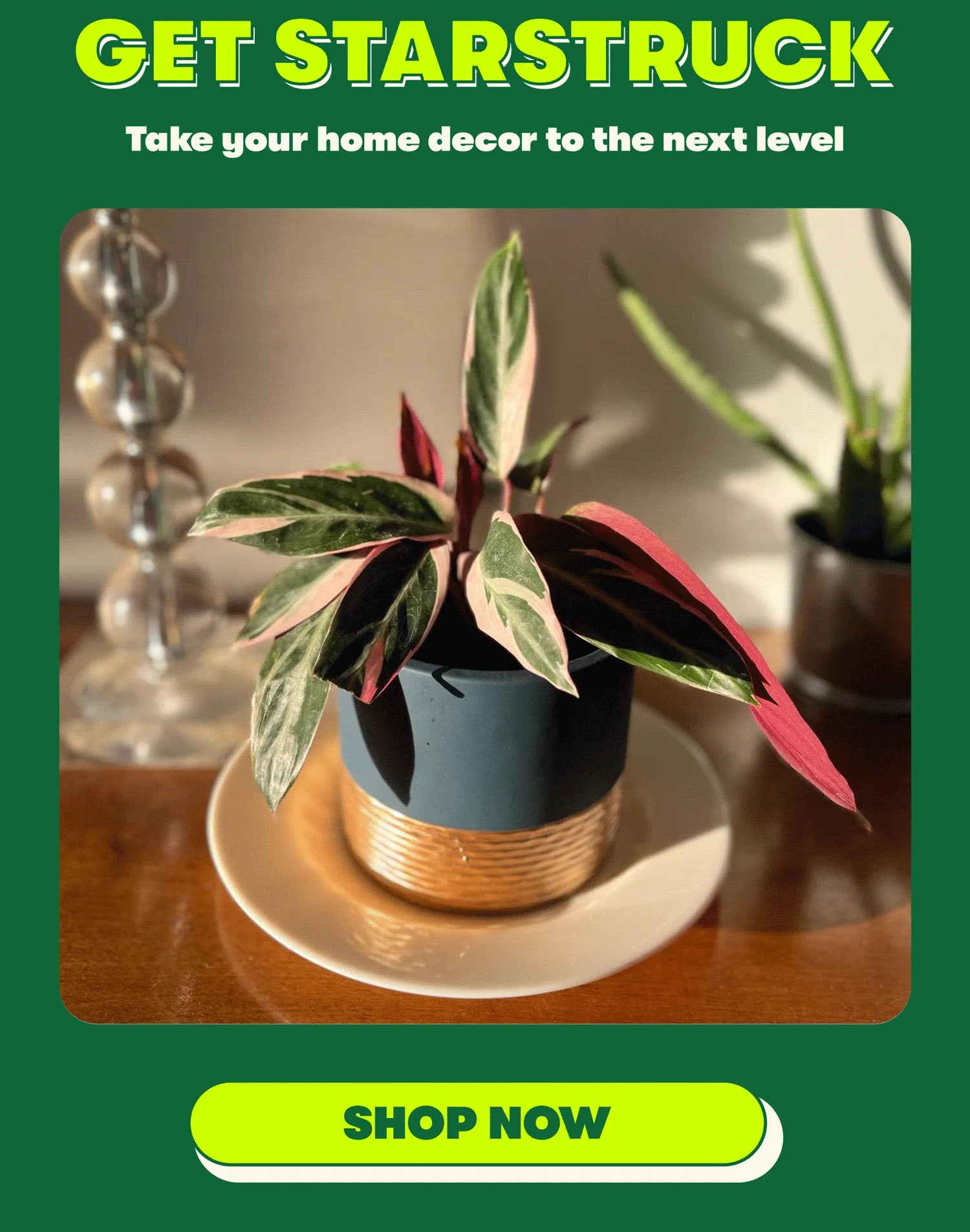GET STARSTUCK Take your home decor to the next level  [SHOP NOW]