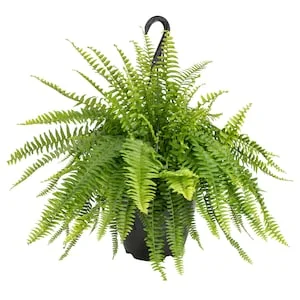 Up to 25% Off Select House Plants