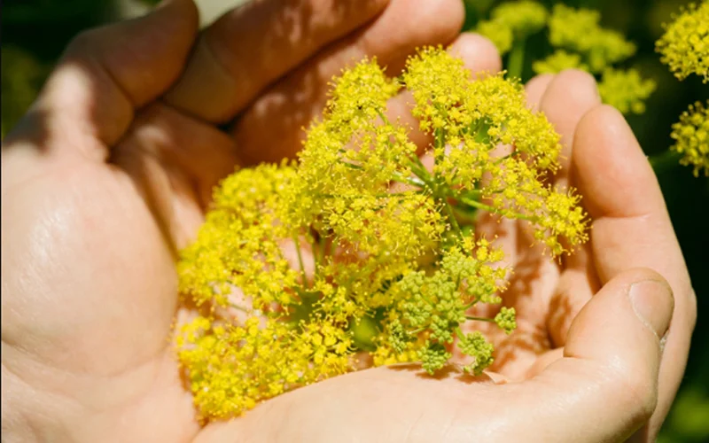 A handful of flowering Ferula drudeana