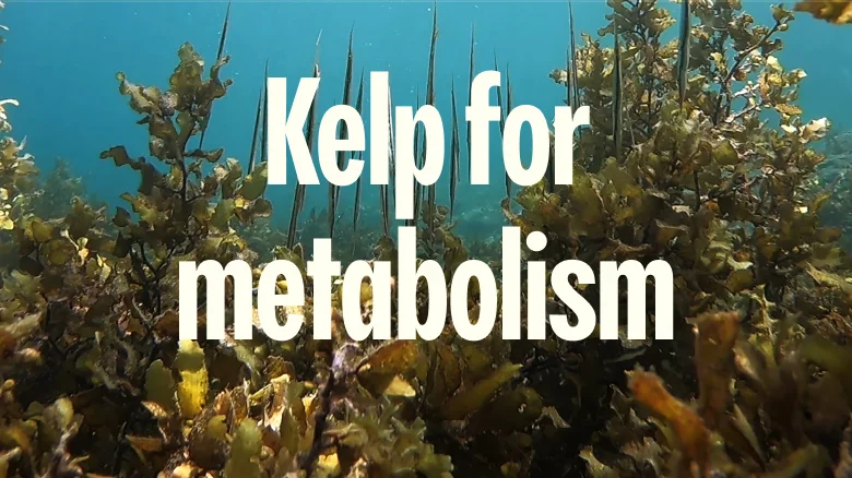 Kelp for metabolism