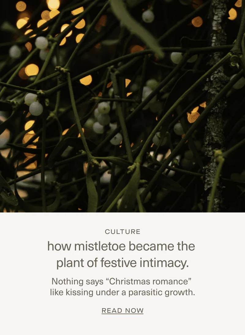 How mistletoe became the plant of festive intimacy.